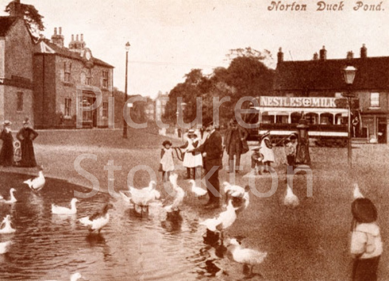 The duck pond on Norton Green Picture Stockton Archive
